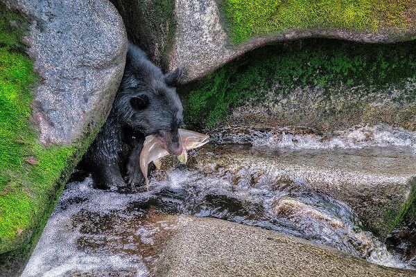 Black Bear-Salmon run-Anan Creek Wrangell-Alaska-USA